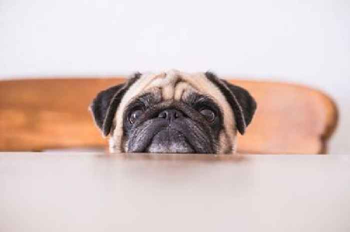 Vet says dog's toilet habit is 'hard to miss' sign of devastating illness
