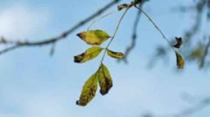 Shoots of hope for Britain's cherished ash trees