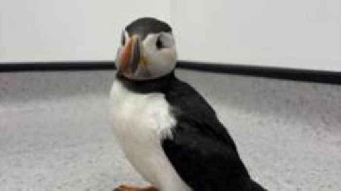 Puffin found 110 miles off course in Herefordshire