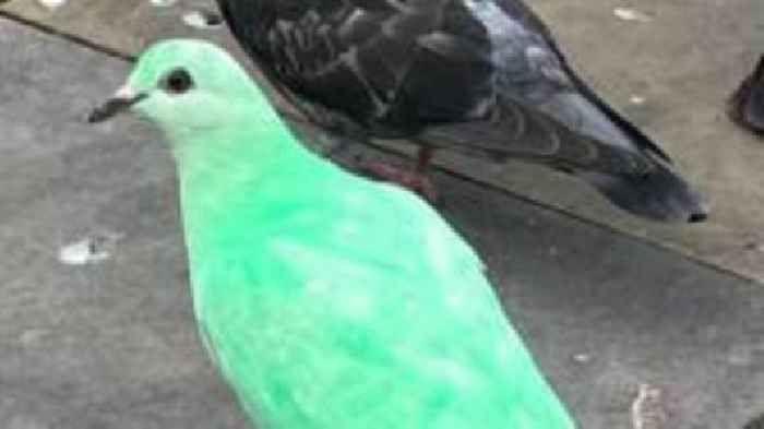 Why a green pigeon's TikTok fame is worrying the RSPCA