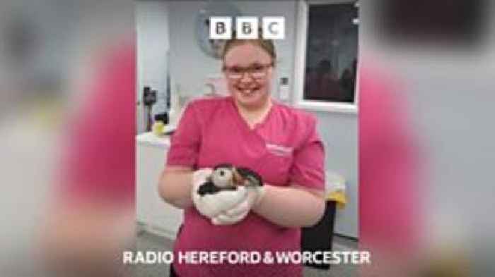Why has a puffin been found in Hereford?