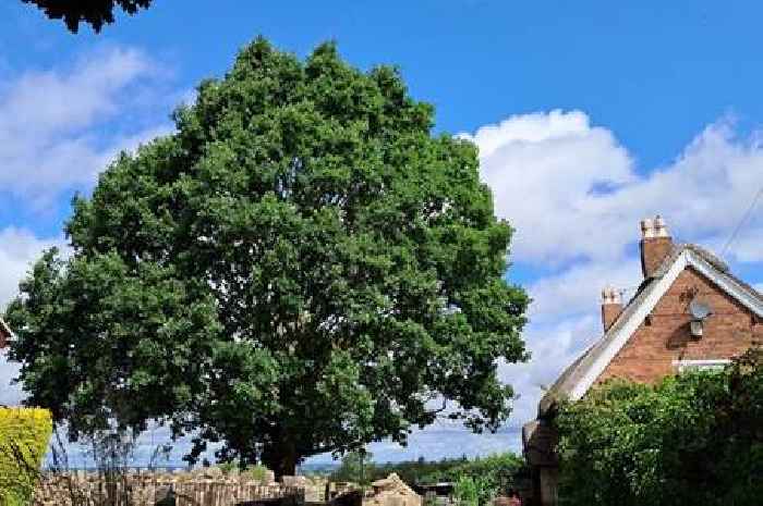 The village at war over plans to cut down 'glorious' 60ft oak tree - which residents fear could crush thatched cottages