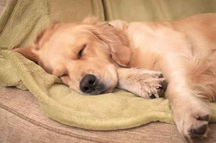 Vet shares the nine dog breeds she would own including 'scary' breed