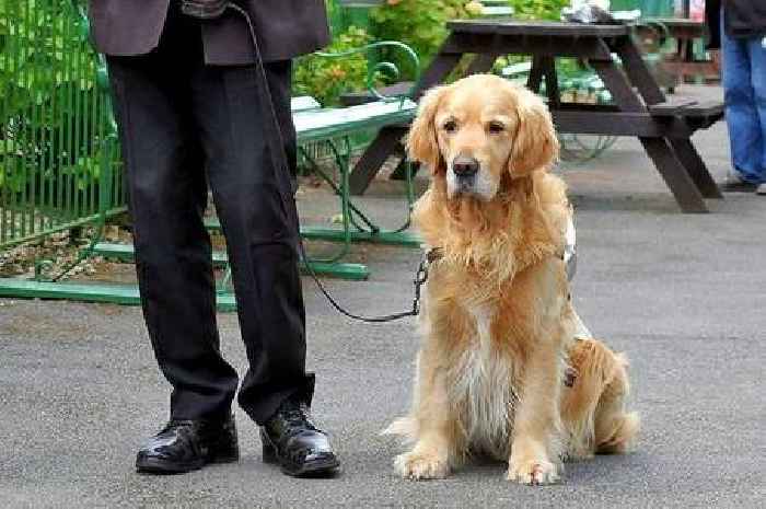 Fundraising dog earns more medals for railway charity work