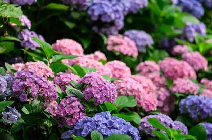 Simple garden hack to make your hydrangeas pink and grow even bigger flowers