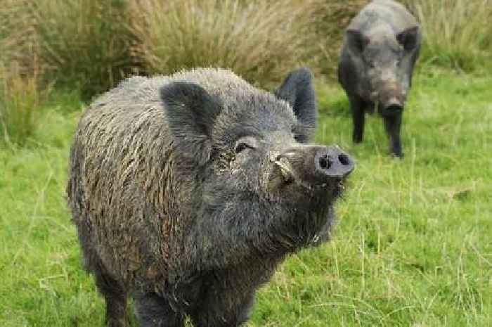 Two men charged after wild boar is found dead in the Forest of Dean