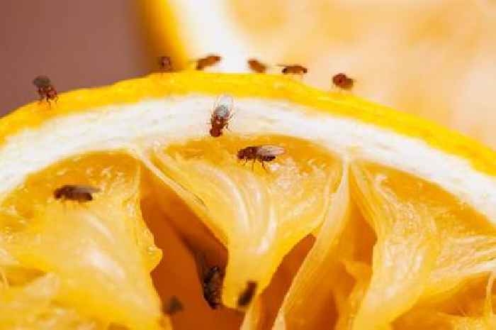 How to get rid of fruit flies at home this summer, according to an expert