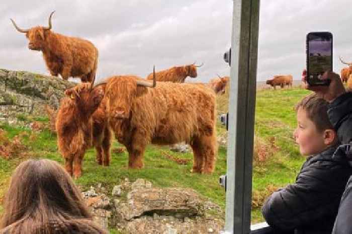 The luxurious Scottish castle offering visitors a Highland Cow safari this summer