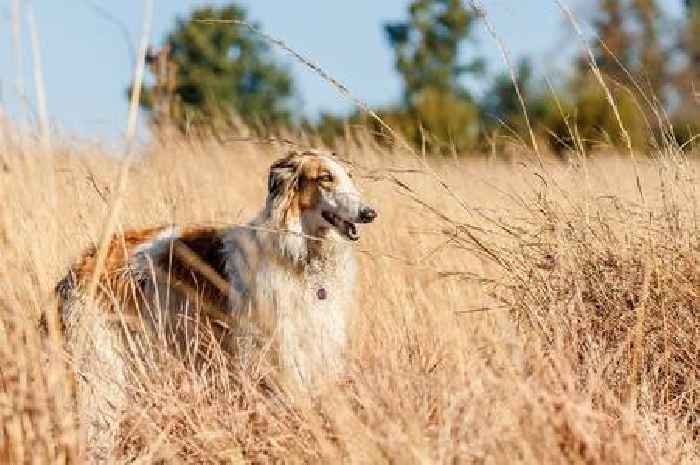'I've worked with dogs for 10 years and these are the only breeds I would own'