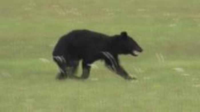 Watch: Bear blocks runway forcing flight cancellations at airport in Japan
