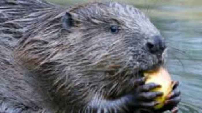 Beaver activists claim they are 'doing God's work'