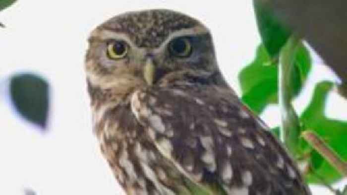 'Loneliest owl' keeps calling for a mate