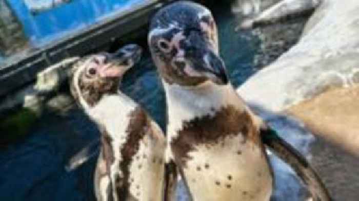 Penguin pair to celebrate 10-year anniversary