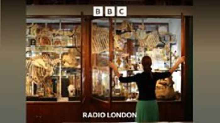 The London museum trying to change the image of the wasp
