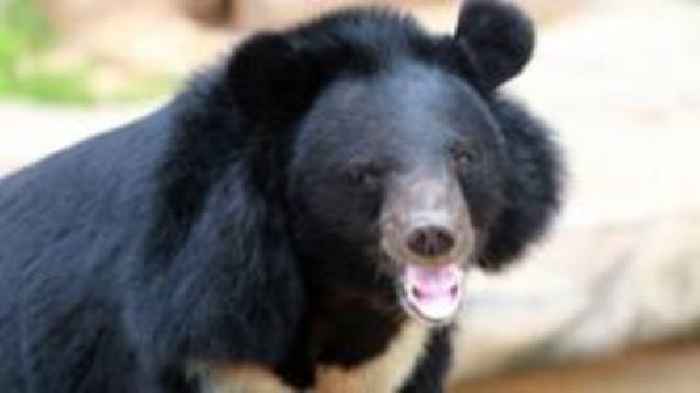 Four endangered moon bears arrive at wildlife park