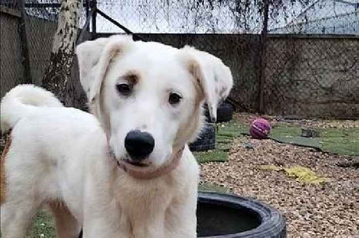 Heartbroken dog needs new 'best friend' after being separated from brother