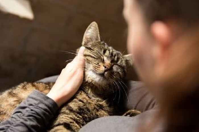 Cats tell you they love you by doing something 'totally adorable'
