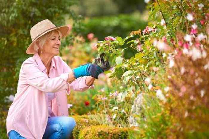 Experts say to put a bedsheet in your garden this weekend