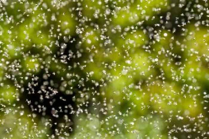 Flying Ant Day 2025 warning of 'one of the biggest swarms in recent years'