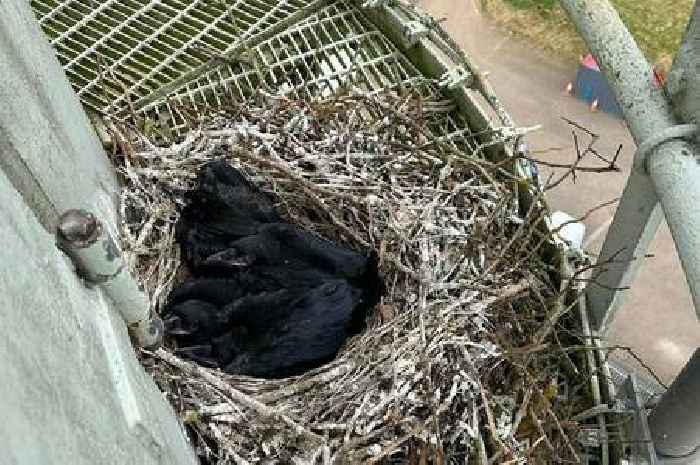 Pair of Ravens nest and raise their chicks on Belmont Transmitter