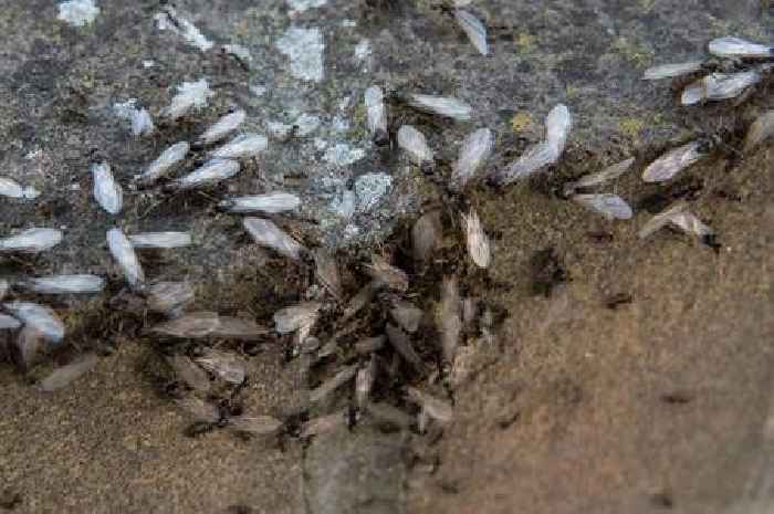 Flying Ant Day: When swarms of flying ants are expected to fill the skies in coming days