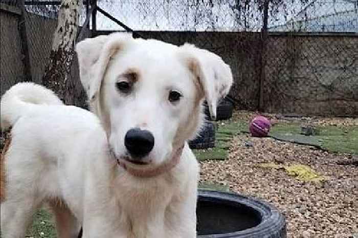 'Heartbroken' dog who was separated from brother needs new best friend to heal