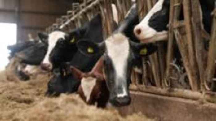 Deadly livestock virus restrictions 'futile' say farmers