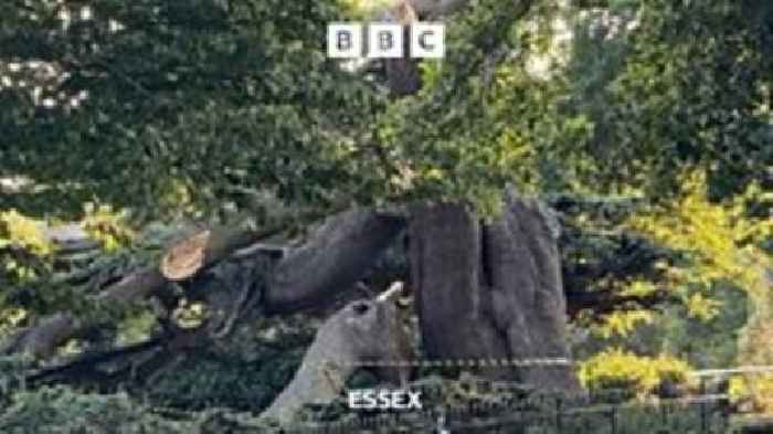Tree collapse kills child in Essex park