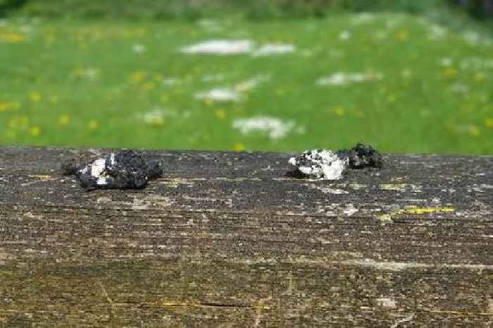 Remove bird poo from patio surfaces with 'powerful' 35p mix to avoid damage