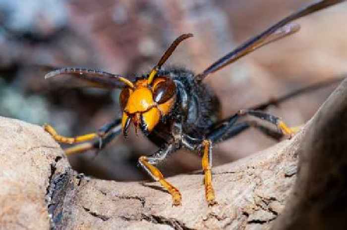 Warning issued as Asian hornet sightings continue to rise across the UK