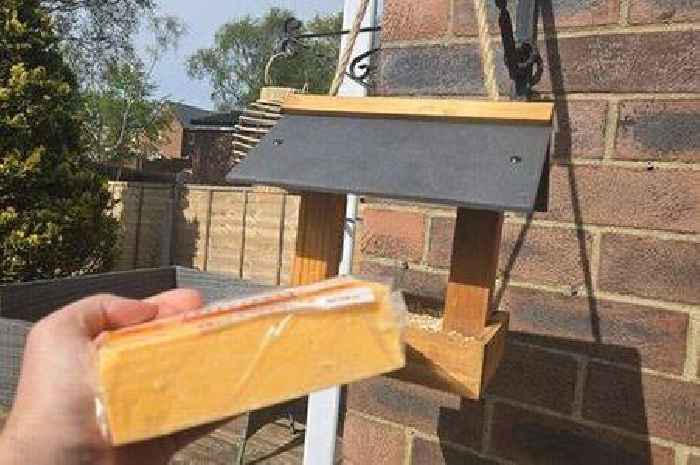 Gardeners urged to put cheese on bird tables this summer