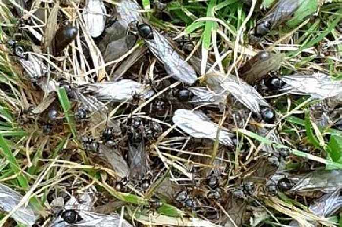 This year's flying ant day set to be 'one of the biggest in history'