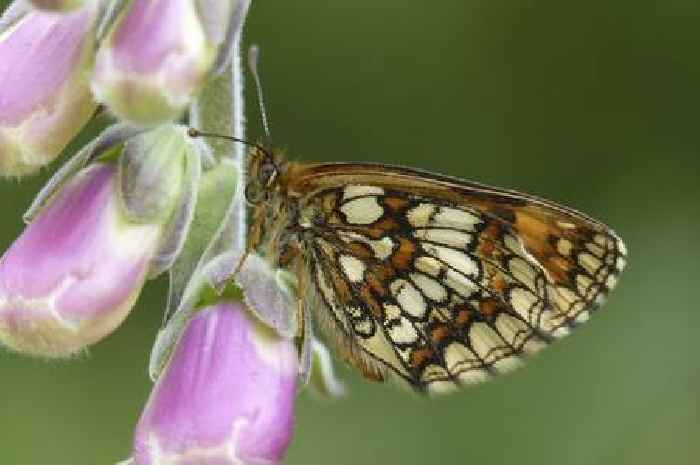 Rare butterfly thrives on Exmoor after decades of conservation