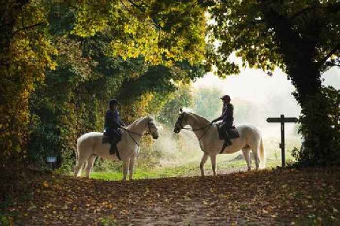 Horse stuck in mud in River Yeo rescued by fire service
