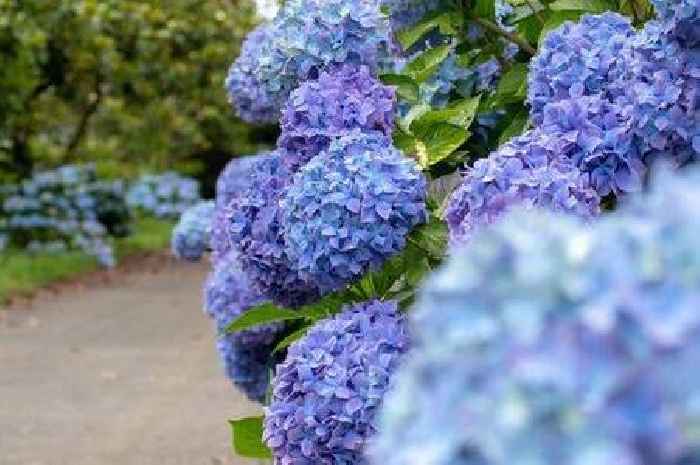 Experts share tip to grow beautiful blue hydrangeas