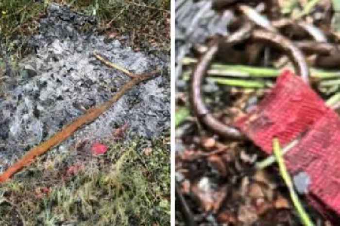 Dead dog found burned in Dundee woods as police probe ash pile near cemetery
