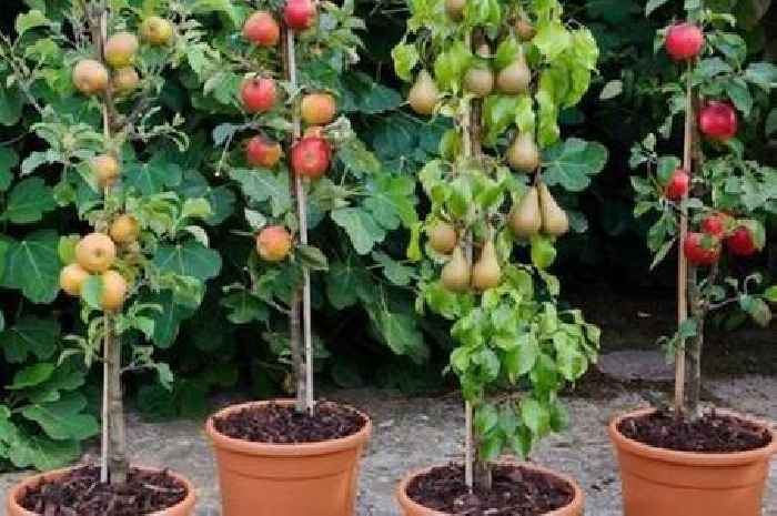 Four-piece fruit tree selection slashed from £60 to under a tenner in huge sale