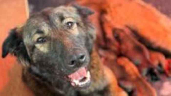 Abandoned pregnant dog has puppies after rescue