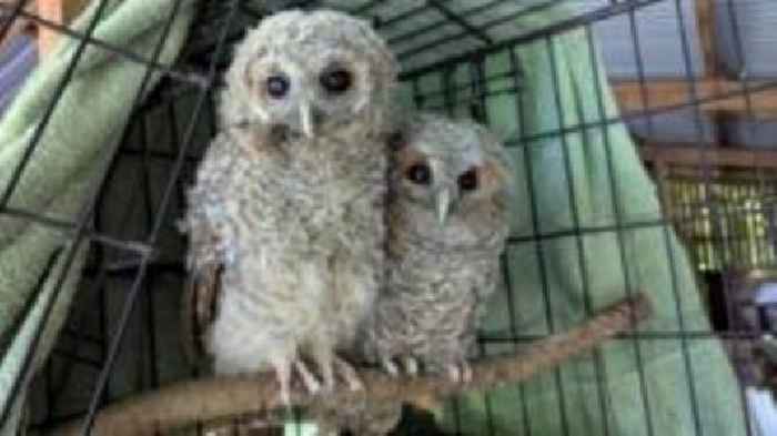 Centre finally finds friend for lonely orphaned owl