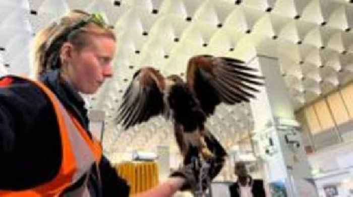 Hawk used to deter pigeons at Euston Station