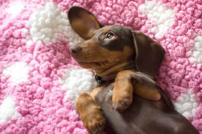 Dog and cat owners warned over unexpected bills