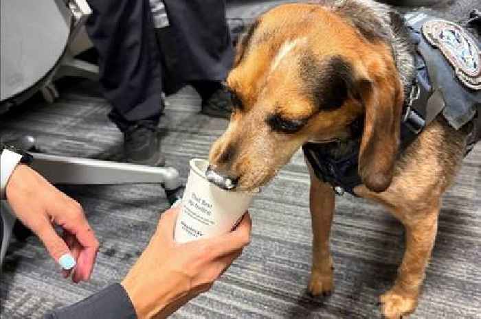 Man who kicked airport sniffer dog who found rice he smuggled booted out of America