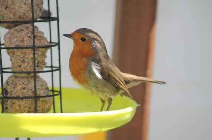 Gardeners told to move bird feeders to save popular UK bird species from cats
