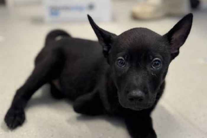 Shelter rally to save German Shepherd pup with deformed leg