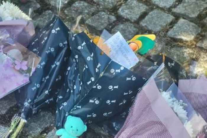 Chalkwell Park news: Girl fighting for life after tree collapses, killing 7-year-old