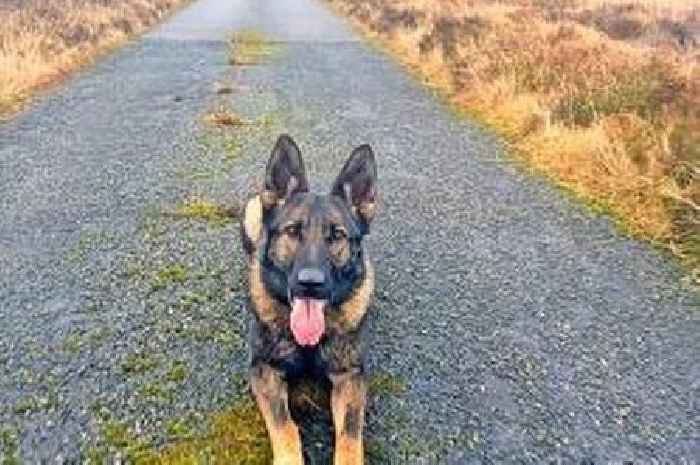 Justice chief faces fresh questions over death of tragic police dog Zara