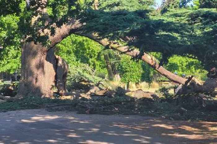 Girl, 7, dies in park tree collapse tragedy with another critical