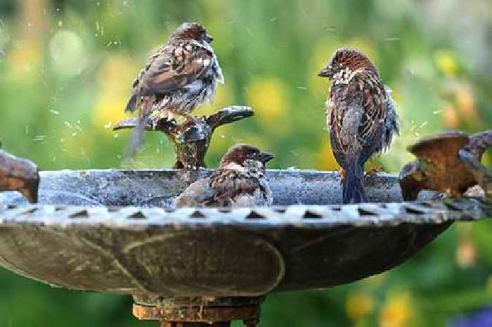 UK households with gardens urged to take action if they see these birds