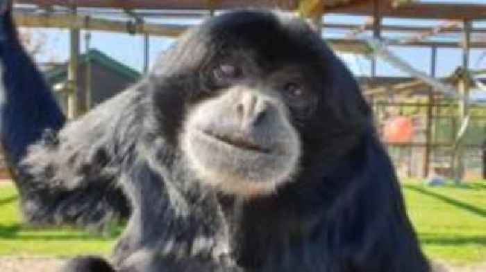Charity 'heartbroken' after death of 'beloved' ape