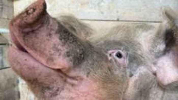 Rescue pig in spotlight after landing modelling job